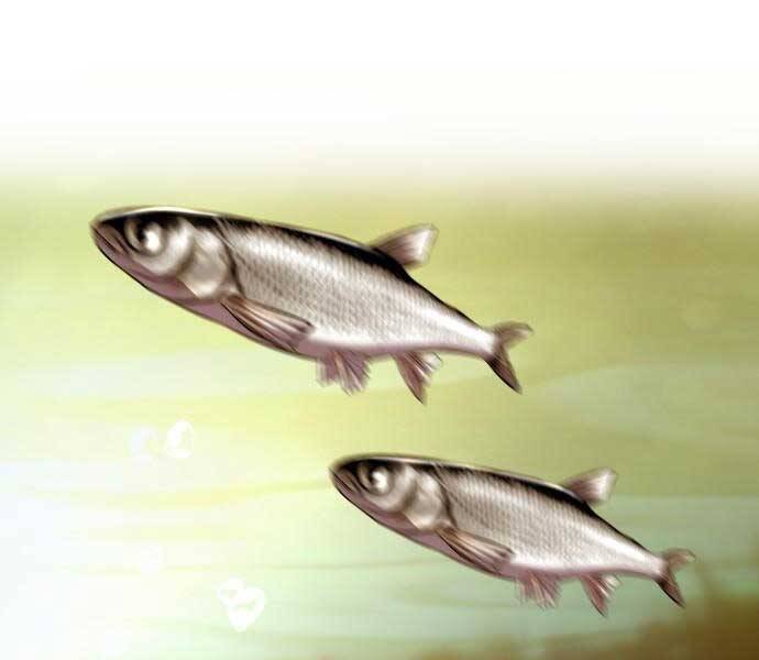 Hoá Thân Thành Cá - Chương 6