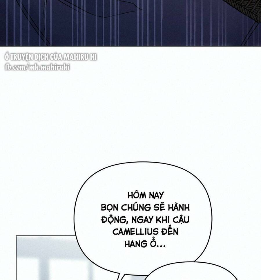 Tìm Lại Camellia - Chương 41